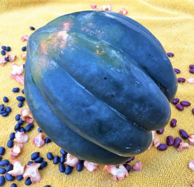 Acorn Squash – Danish Blue and Maple Acorn Squash Acorn Squash - Danish Blue and Maple Acorn Squash
