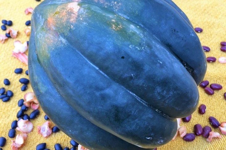 Acorn Squash – Danish Blue and Maple Acorn Squash Acorn Squash - Danish Blue and Maple Acorn Squash